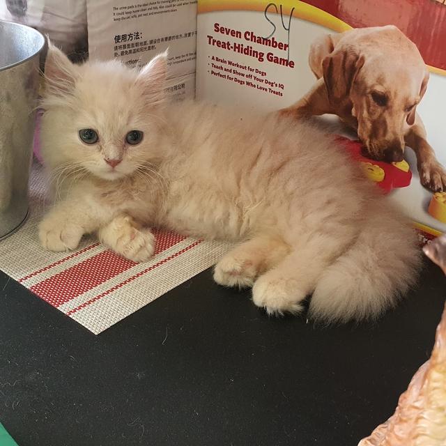 Photo of Happy Tail Wonderland - Petaling Jaya, Selangor, Malaysia