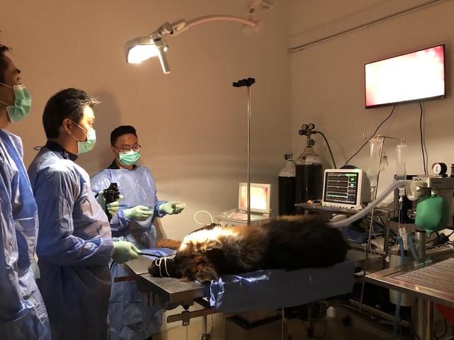 Photo of Healing Pets Animal Medical Centre - Ss21 Uptown Damansara - Petaling Jaya, Selangor, Malaysia