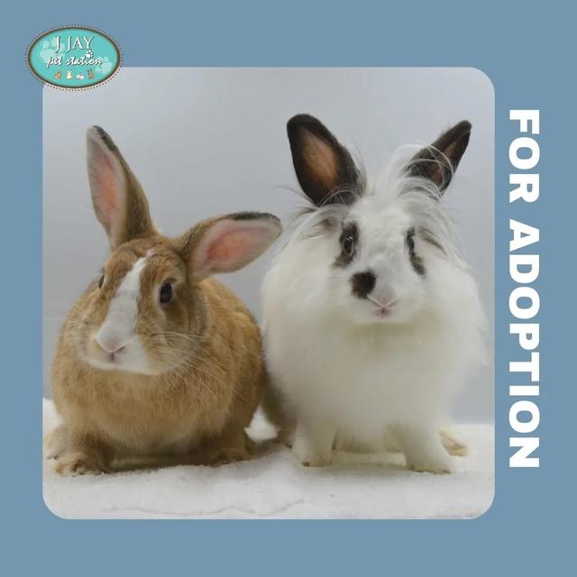 Photo of J Jay Pet Station - Petaling Jaya, Selangor, Malaysia