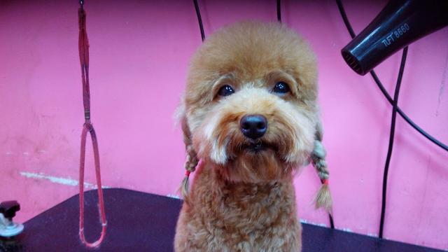 Photo of JF Paw Doggie House Sdn Bhd - Kuala Lumpur, Kuala lumpur, Malaysia