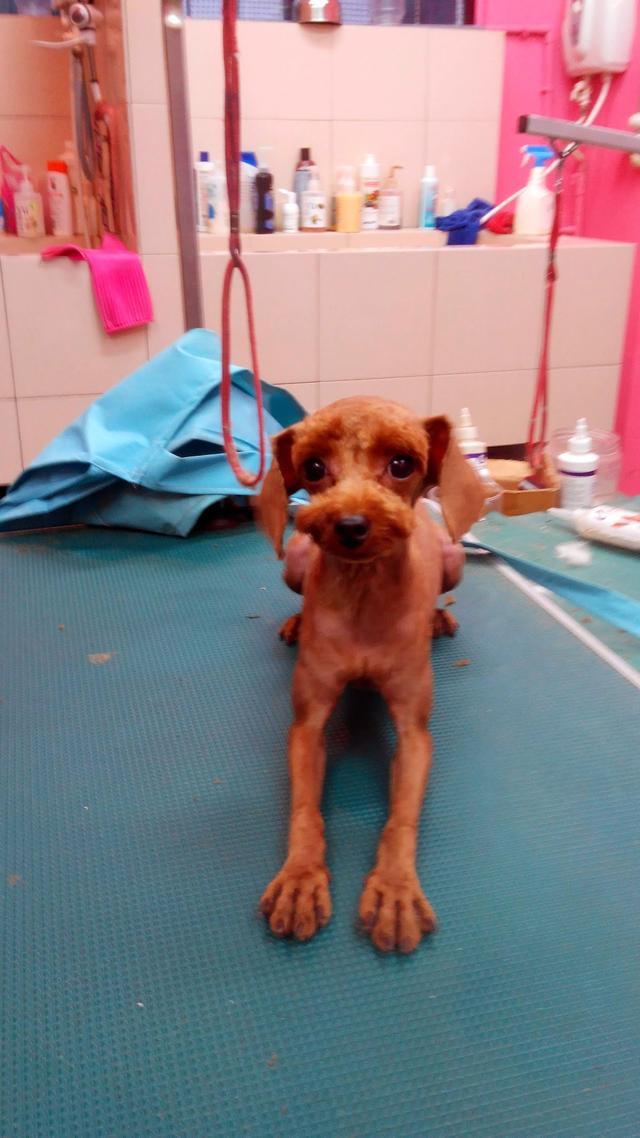 Photo of JF Paw Doggie House Sdn Bhd - Kuala Lumpur, Kuala lumpur, Malaysia