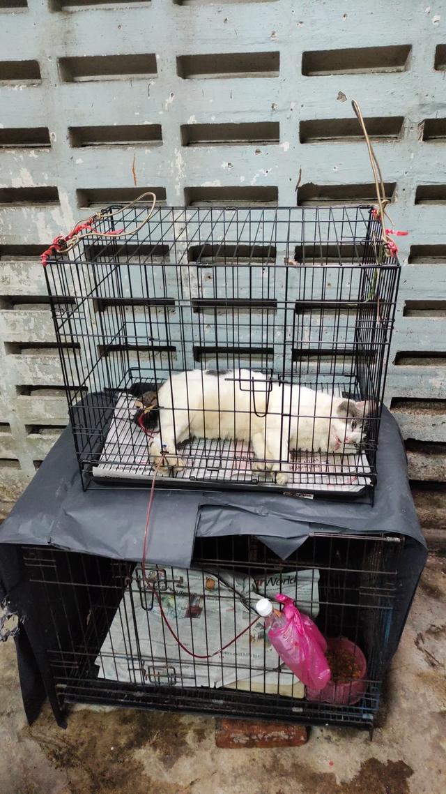 Photo of Karu's Animal Centre & Surgery - Kuala Lumpur, Kuala lumpur, Malaysia