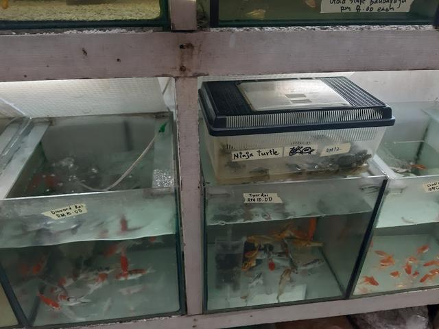Photo of Kiddee Pet Store - Kuala Lumpur, Kuala lumpur, Malaysia