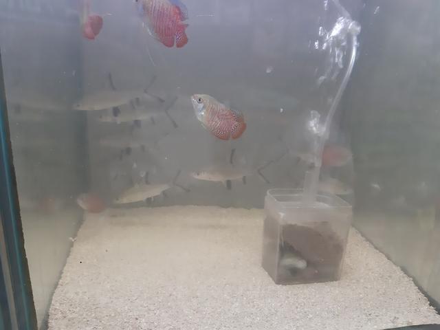 Photo of Kiddee Pet Store - Kuala Lumpur, Kuala lumpur, Malaysia