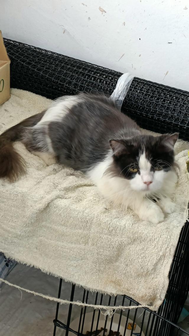 Photo of KITNAC KATZ HOTEL & PETSHOP - Kuala Lumpur, Kuala lumpur, Malaysia