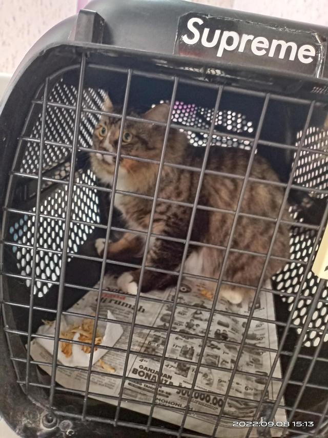 Photo of KITTYS CARE VETERINARY CLINIC SETAPAK( KLINIK HAIWAN DAN SURGERI) - Kuala Lumpur, Kuala lumpur, Malaysia