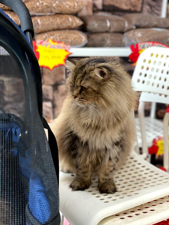 Photo of Kitty's Cottage Klinik Haiwan & Surgeri (Cawangan Desa Pandan) - Kuala Lumpur, Kuala lumpur, Malaysia