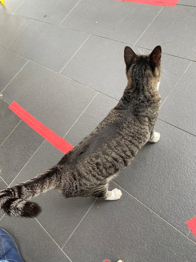 Photo of Kitty's Cottage Klinik Haiwan & Surgeri (Cawangan Desa Pandan) - Kuala Lumpur, Kuala lumpur, Malaysia