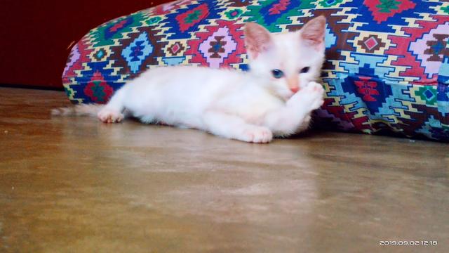 Photo of Klinik Haiwan Genting Kelang - Kuala Lumpur, Kuala lumpur, Malaysia