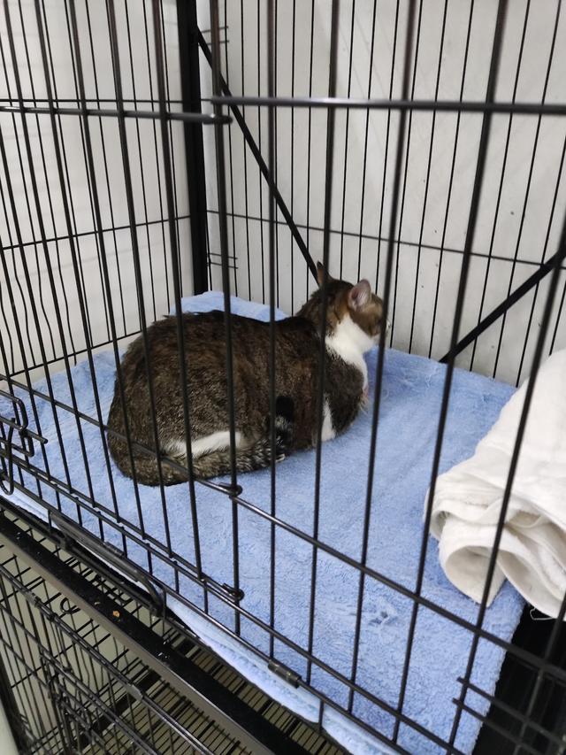 Photo of Klinik Veterinar Goh - Kuala Lumpur, Kuala lumpur, Malaysia