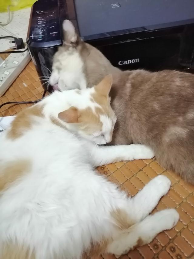 Photo of Klinik Veterinar Goh - Kuala Lumpur, Kuala lumpur, Malaysia