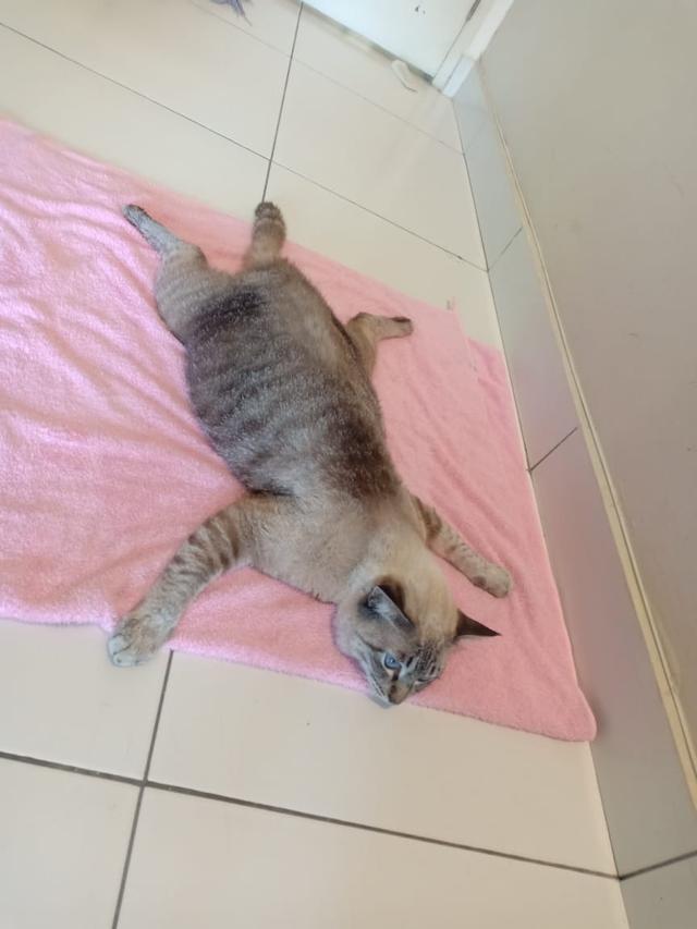 Photo of Kristy's Ark Veterinary Clinic - Petaling Jaya, Selangor, Malaysia