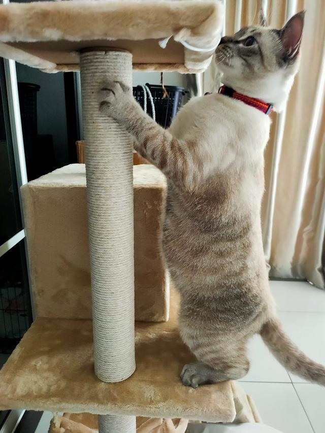 Photo of Kristy's Ark Veterinary Clinic - Petaling Jaya, Selangor, Malaysia