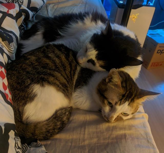 Photo of Leow Veterinary Clinic and Surgery - Kuala Lumpur, Kuala lumpur, Malaysia