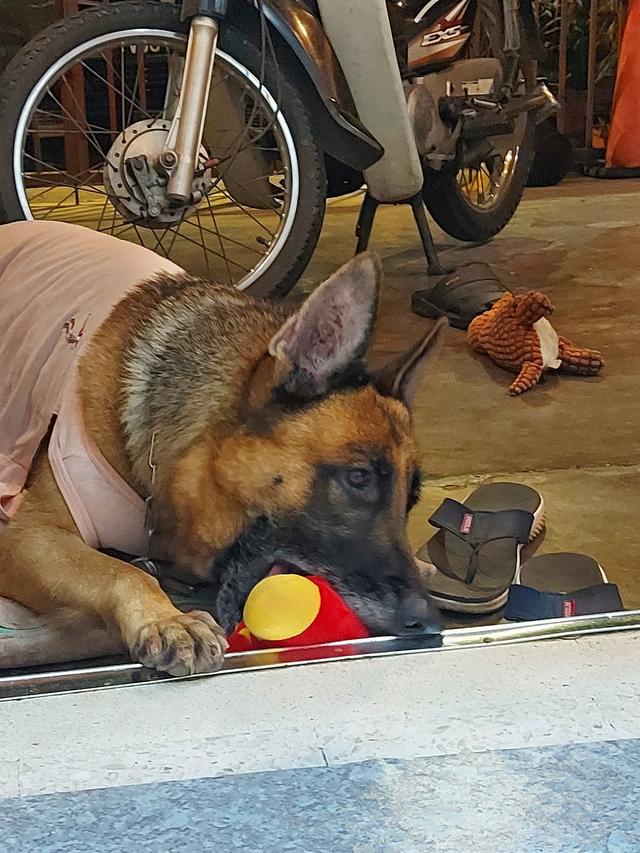 Photo of Leow Veterinary Clinic and Surgery - Kuala Lumpur, Kuala lumpur, Malaysia