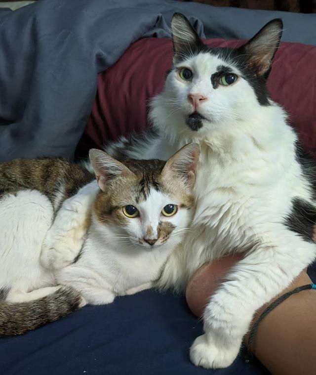 Photo of Leow Veterinary Clinic and Surgery - Kuala Lumpur, Kuala lumpur, Malaysia