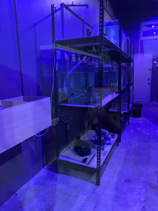 Photo of Malaya Exotic Pets - Bayan Lepas, Penang, Malaysia