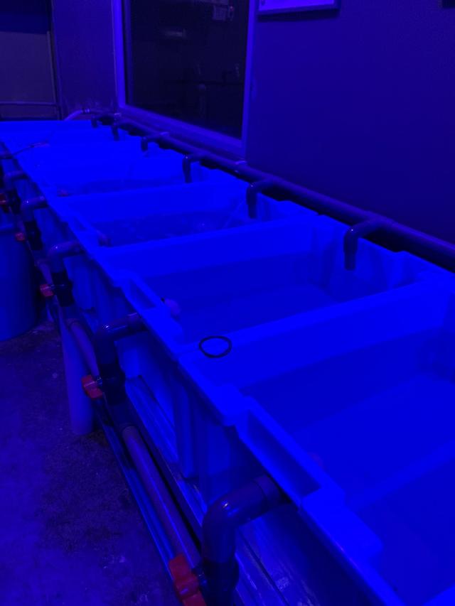 Photo of Malaya Exotic Pets - Bayan Lepas, Penang, Malaysia