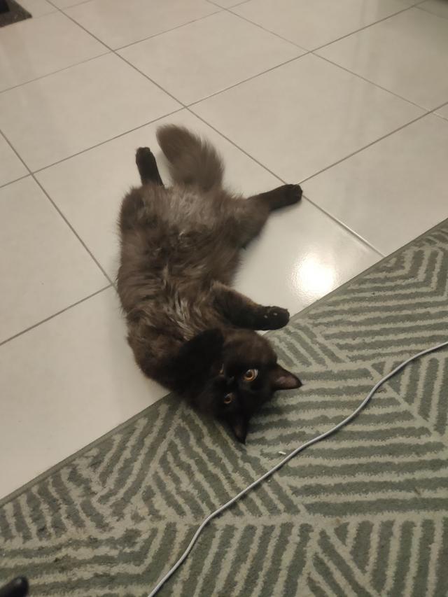 Photo of Maxim Citylights Veterinary Clinic - Kuala Lumpur, Kuala lumpur, Malaysia