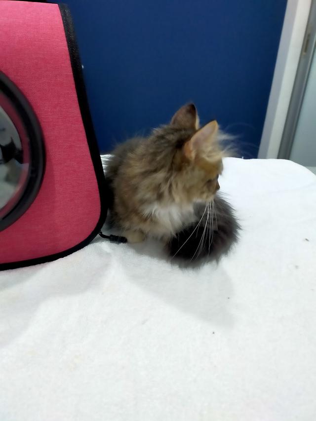 Photo of Maxim Citylights Veterinary Clinic - Kuala Lumpur, Kuala lumpur, Malaysia