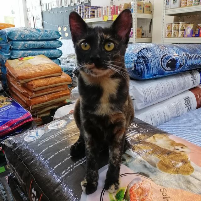 Photo of Meowky House - George Town, Penang, Malaysia