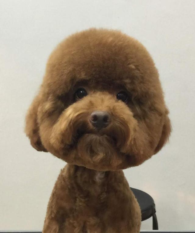 Photo of Nanny Pets - Petaling Jaya, Selangor, Malaysia