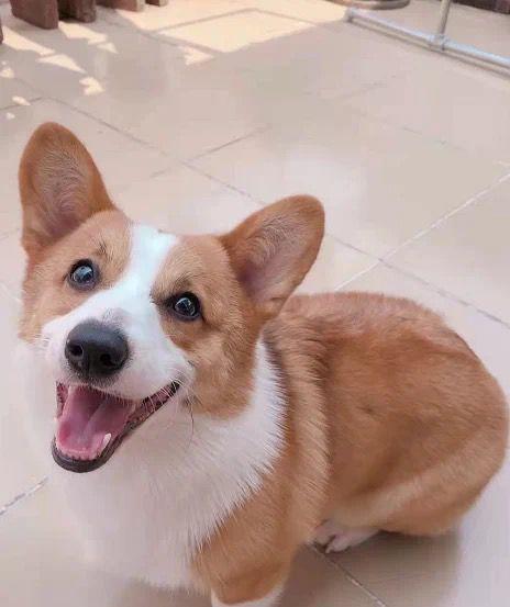 Photo of Nanny Pets - Petaling Jaya, Selangor, Malaysia