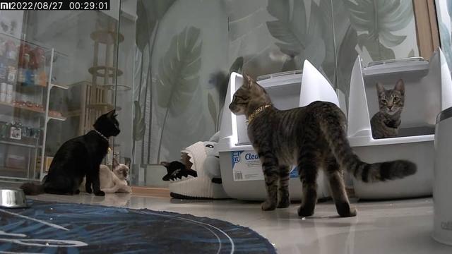 Photo of Neko Inn Premium Cat Hotel - Bayan Lepas, Penang, Malaysia