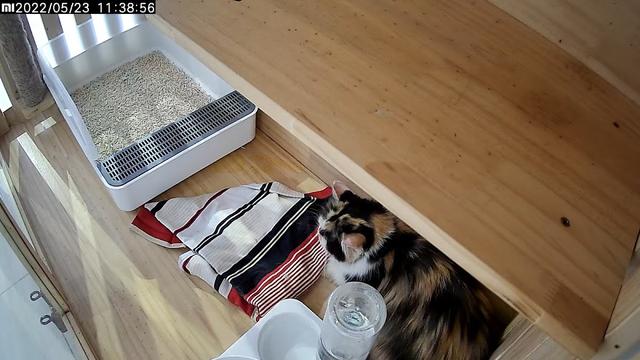 Photo of Neko Inn Premium Cat Hotel - Bayan Lepas, Penang, Malaysia