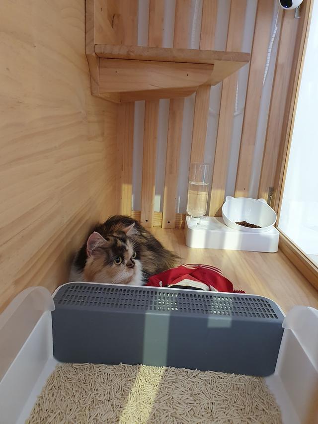 Photo of Neko Inn Premium Cat Hotel - Bayan Lepas, Penang, Malaysia