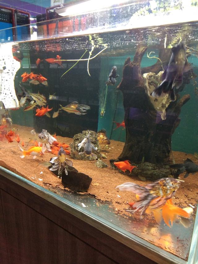 Photo of Nilufar Pet & Aquatic - Petaling Jaya, Selangor, Malaysia
