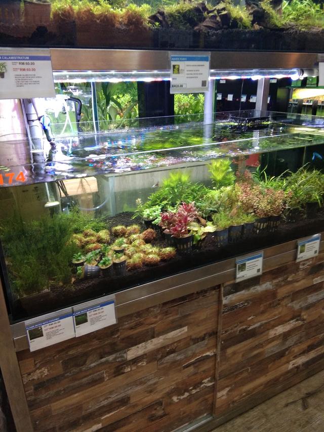 Photo of Nilufar Pet & Aquatic - Petaling Jaya, Selangor, Malaysia