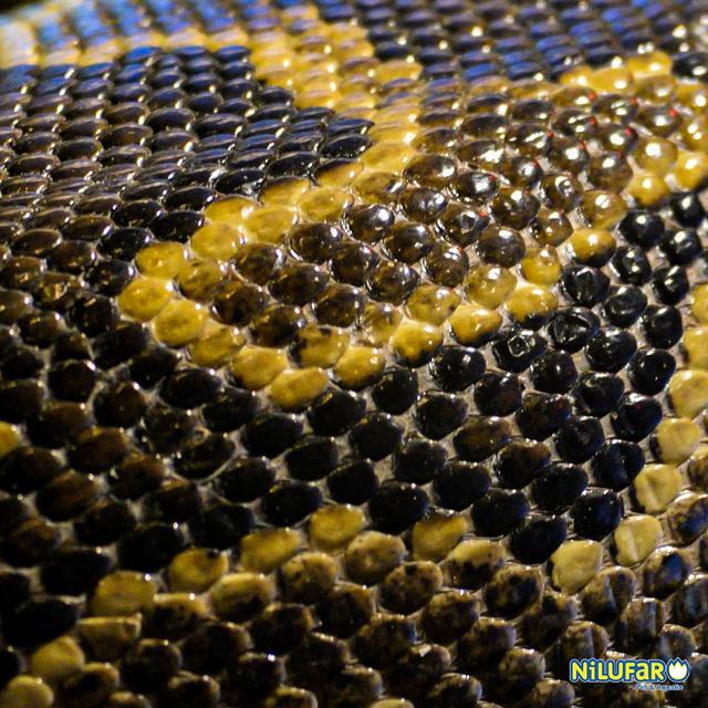 Photo of Nilufar Pet & Aquatic - Petaling Jaya, Selangor, Malaysia