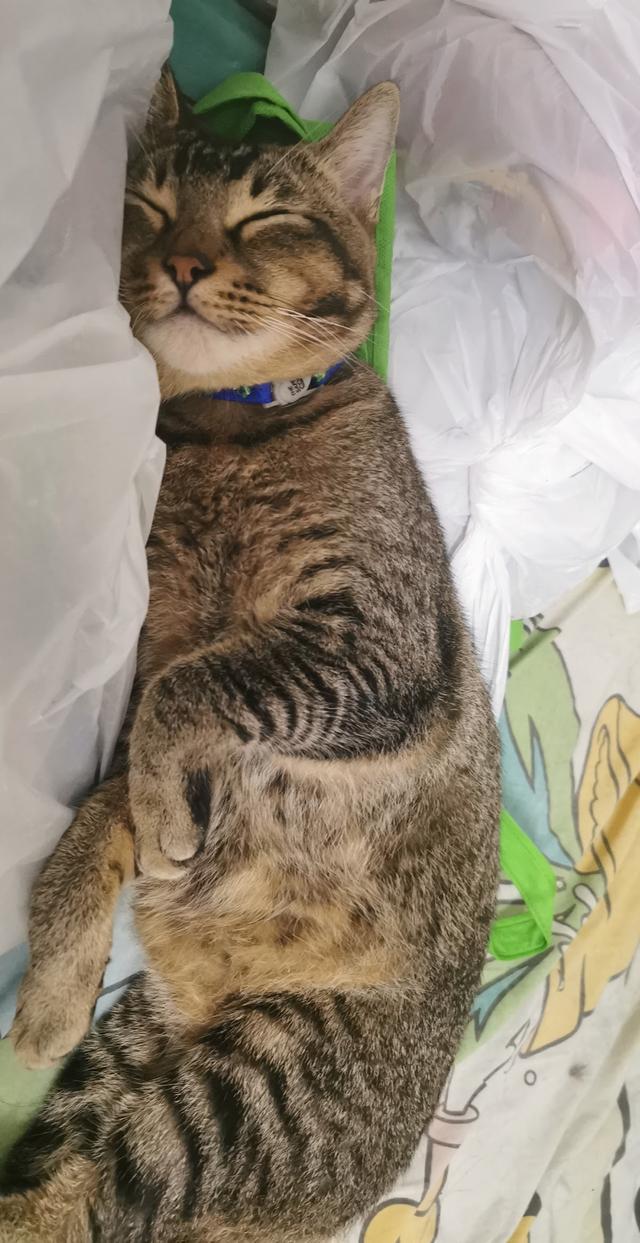 Photo of Palm Spring Veterinary Clinic - Petaling Jaya, Selangor, Malaysia