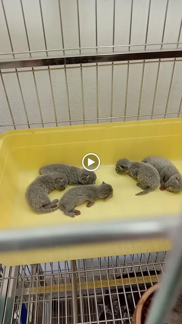 Photo of Paws & Claws Paradise Pet Shop - Bayan Lepas, Penang, Malaysia