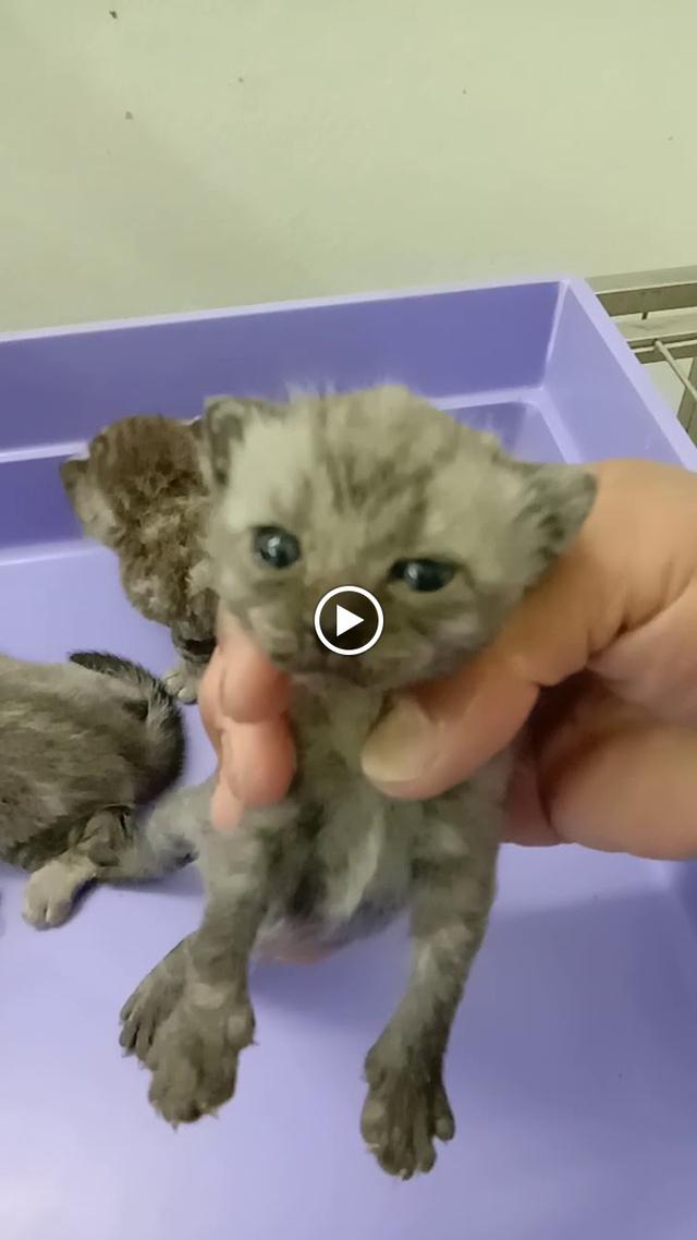 Photo of Paws & Claws Paradise Pet Shop - Bayan Lepas, Penang, Malaysia