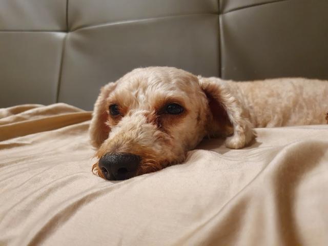 Photo of Peng Aun Veterinary Clinic - Bayan Lepas, Penang, Malaysia