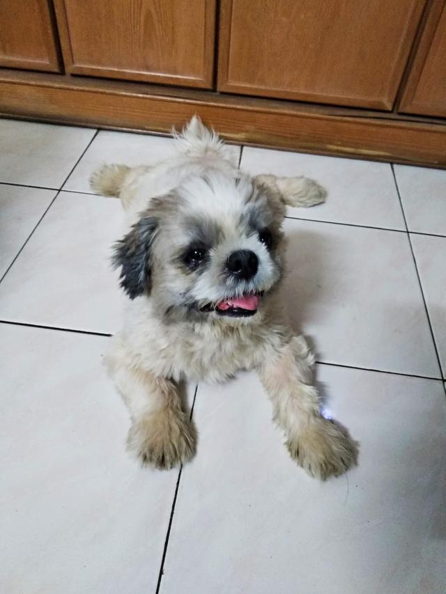 Photo of Peng Aun Veterinary Clinic - Bayan Lepas, Penang, Malaysia
