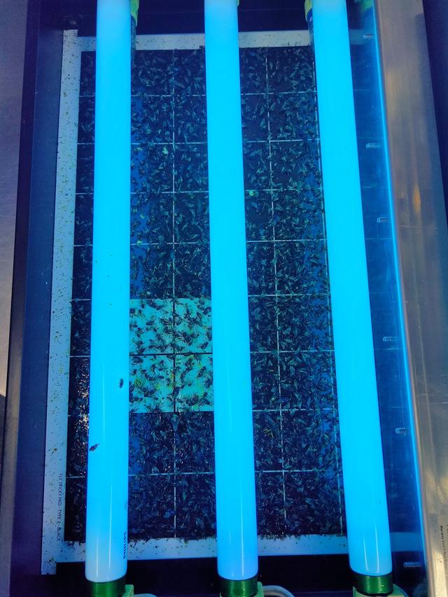 Photo of PERFECTION PEST MANAGEMENT SDN BHD (Selangor & KL Branch) - Kuala Lumpur, Kuala lumpur, Malaysia