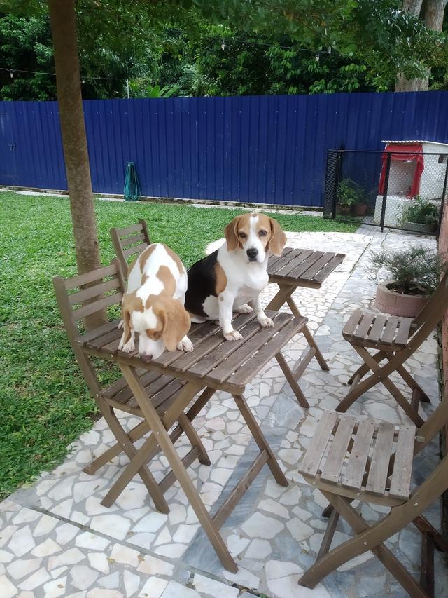 Photo of Pet Amazon宠物亚马逊 - Ayer Itam, Penang, Malaysia