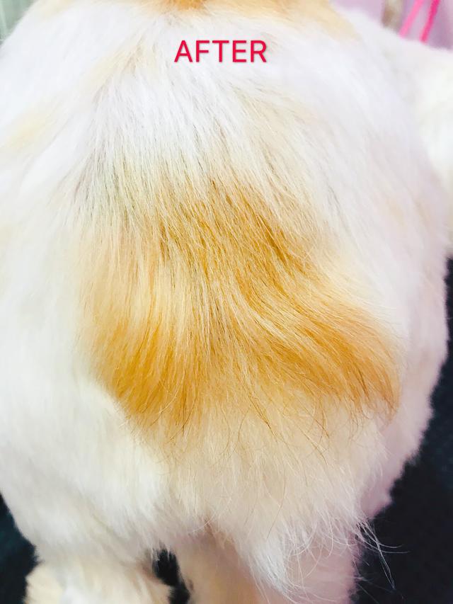 Photo of Pet Furmily Centre - Bayan Lepas, Penang, Malaysia