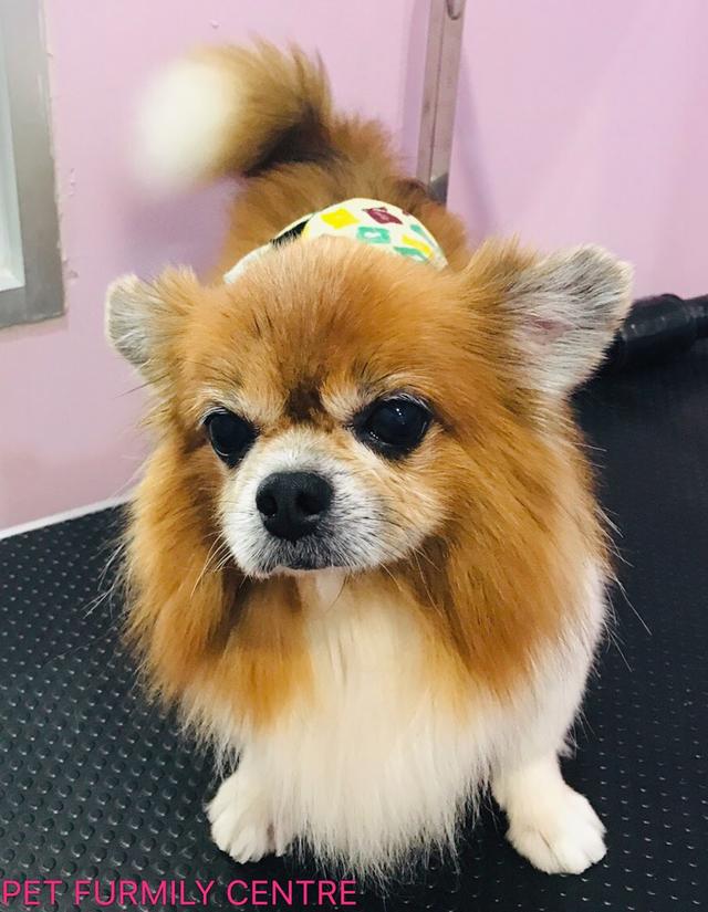 Photo of Pet Furmily Centre - Bayan Lepas, Penang, Malaysia