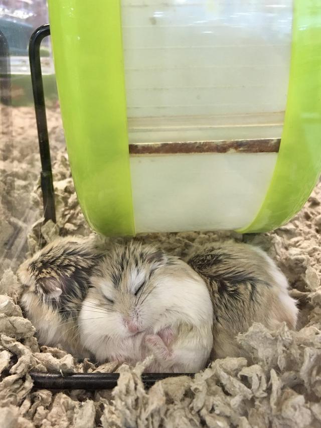 Photo of Pet Lovers Centre - Jumpa @ Sungei Wang - Kuala Lumpur, Kuala lumpur, Malaysia