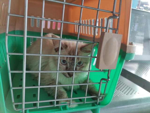 Photo of Petaling District Veterinary Services Office - Petaling Jaya, Selangor, Malaysia