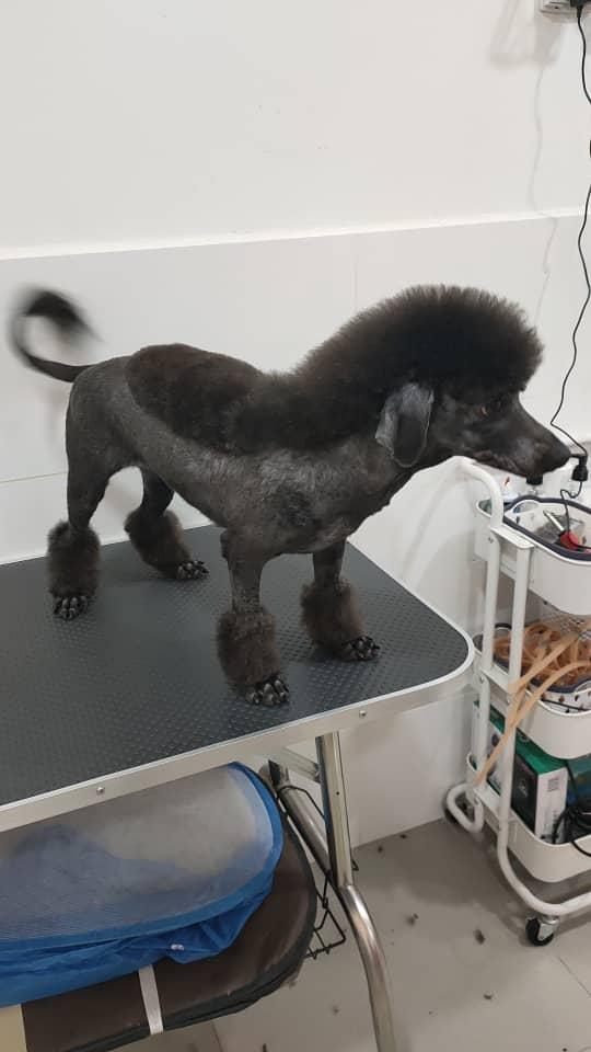 Photo of Petico.my Pet Shop & Grooming Damansara Heights - Kuala Lumpur, Kuala lumpur, Malaysia