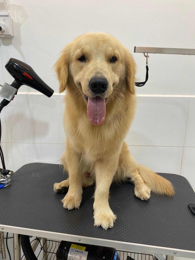 Photo of Petico.my Pet Shop & Grooming Damansara Heights - Kuala Lumpur, Kuala lumpur, Malaysia