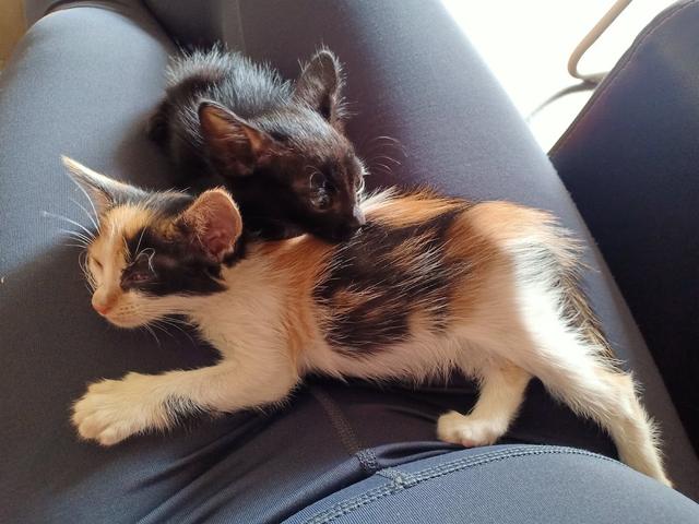 Photo of Pets Health Veterinary Clinic And Surgery - Petaling Jaya, Selangor, Malaysia