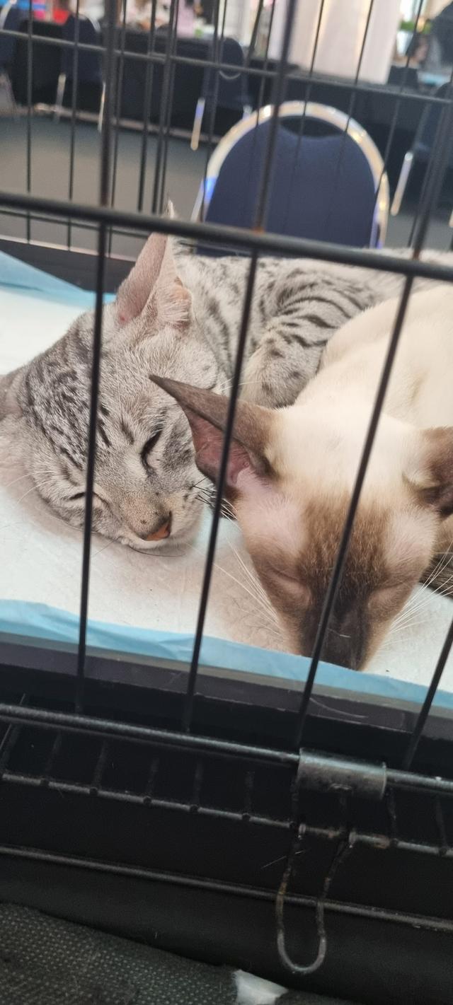 Photo of Petsco The Curve - Petaling Jaya, Selangor, Malaysia