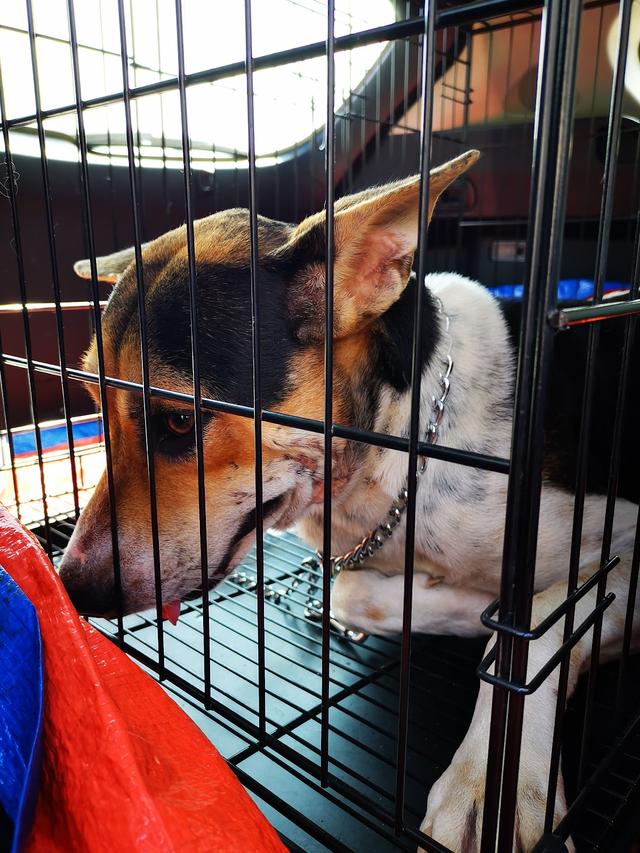 Photo of PREVENTICARE Veterinary Clinic - Kuala Lumpur, Kuala lumpur, Malaysia