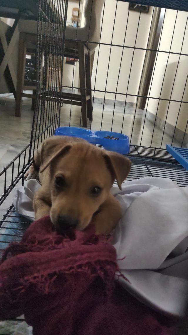 Photo of PREVENTICARE Veterinary Clinic - Kuala Lumpur, Kuala lumpur, Malaysia